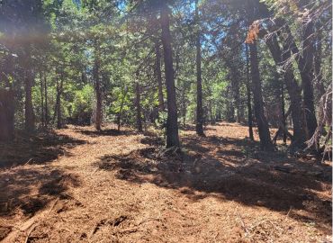 Cedar Woods Tree Farm