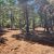Cedar Woods Tree Farm